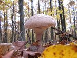 Leucoagaricus nympharum.jpg