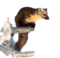 Martes americana (white background).png