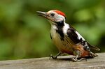 Middle-Spotted Woodpecker (Dendrocopus medius), Forêt de Soignes, Brussels (30300015084).jpg