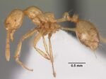 Monomorium brocha casent0102361 profile 1.jpg