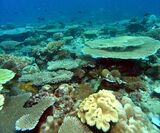 Ouallah-Mohéli-Corail.jpg