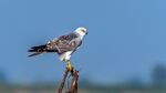 Pallid Harrier Male.jpg