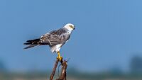Pallid Harrier Male.jpg