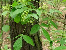 Ptelea trifoliata Horenka2.jpg