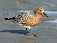Red Knot 2012c RWD.jpg