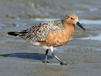 Red Knot 2012c RWD.jpg