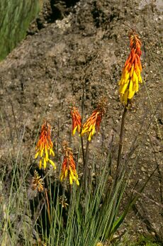 Red hot poker.jpg