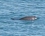 Vaquita2 Olson NOAA crop2.jpg