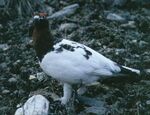 Willow grouse standing.jpg