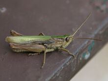 Wp 4947-Chorthippus albomarginatus-male.jpg