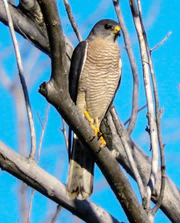 Accipiter brevipes, male.jpg