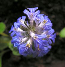 Ajuga reptans20090523 13.jpg