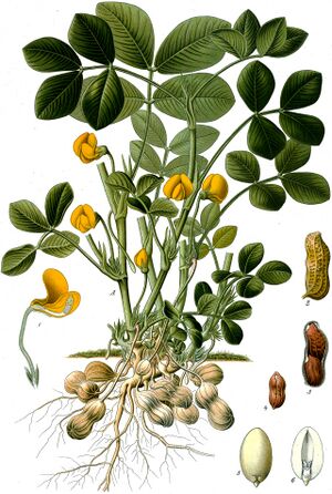 Arachis hypogaea - Köhler–s Medizinal-Pflanzen-163.jpg