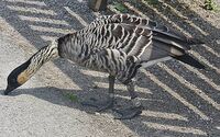 Branta sandvicensis -WWT Slimbridge, Gloucestershire, England-8a.jpg