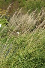 Calamagrostis phragmitoides 01.JPG