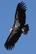 Condor in flight.JPG
