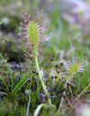 Drosera anglica Darwiniana.jpg