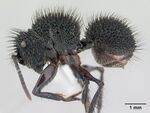 Echinopla melanarctos casent0178497 profile 1.jpg