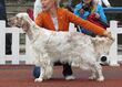 English Setter in Tallinn 3.JPG