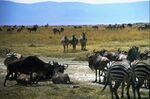 Gnu zebre.jpg