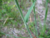 Holcus lanatus halm.jpeg