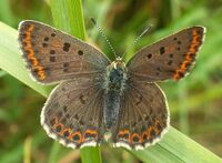 Lycaena tityrus kz1.jpg