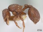 Octostruma iheringi casent0178002 profile 1.jpg