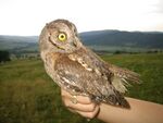 Otus scops.jpg
