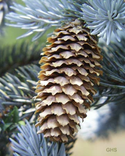Picea pungens2.jpg