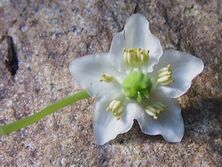 Pyrola uniflora a2.jpg