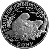 RR5109-0047R Западносибирский бобр.gif