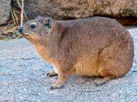 Rock Hyrax (Procavia capensis) (7042223567).jpg