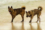Ryukyu dog pair.jpg