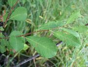 Salix aurita Virpapaju C H7649.jpg