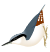 SittaMagna.svg