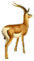 The book of antelopes (1894) Gazella granti (white background).png