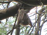 Wahlberg's Epauletted Fruit Bat.jpg