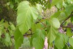 Acer tataricum2.jpg