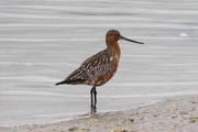 Bar-tailed Godwit (Limosa lapponica).jpg