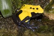 Dendrobates.tinctorius.7042.jpg