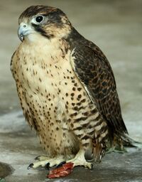 Falco pelegrinoides captive1.jpg