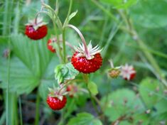Fragaria vesca close-up 4.jpg