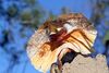 Frill-necked Lizard (Chlamydosaurus kingii) (8691487073).jpg