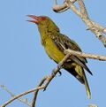 Green oriole 1128.jpg