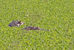 Hippos mikumi.jpg