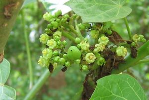 Jatropha curcas3 knodt.jpg