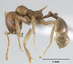Lophomyrmex longicornis casent0179019 profile 1.jpg