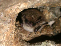 Myotis mystacinus (2863144030).jpg