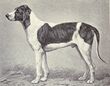 Poitou Hound from 1915.JPG