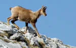 Rebeco. Picos de Europa..jpg